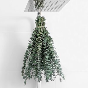 10 Pcs Dried Eucalyptus Stems 17" Real Eucalyptus for Shower...