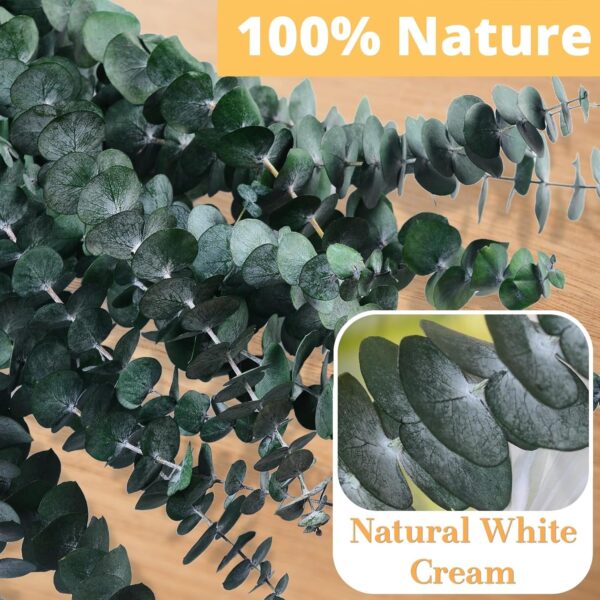 12 Pcs Dried Eucalyptus for Shower Hanging - 17'' Real Large...