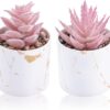 Der Rose Set of 2 Succulents Plants Artificial Mini Fake Der Rose Set of 2 Succulents Plants Artificial Mini Fake Suc...